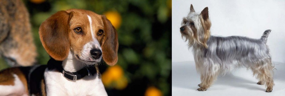 Silky Terrier vs American Foxhound - Breed Comparison