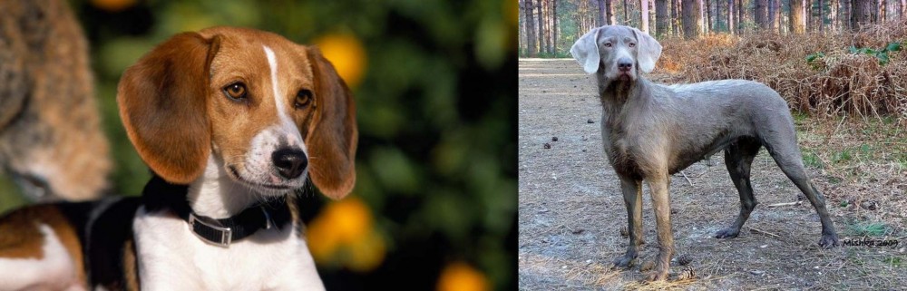 Slovensky Hrubosrsty Stavac vs American Foxhound - Breed Comparison