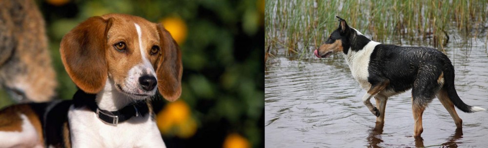Smooth Collie vs American Foxhound - Breed Comparison