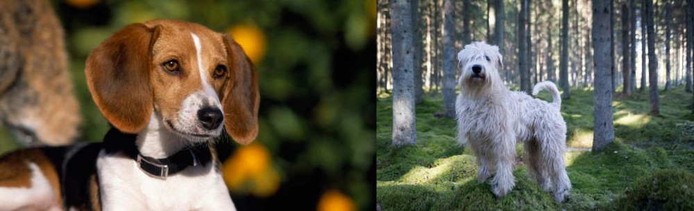 Soft-Coated Wheaten Terrier vs American Foxhound - Breed Comparison