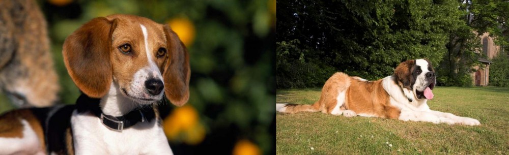St. Bernard vs American Foxhound - Breed Comparison