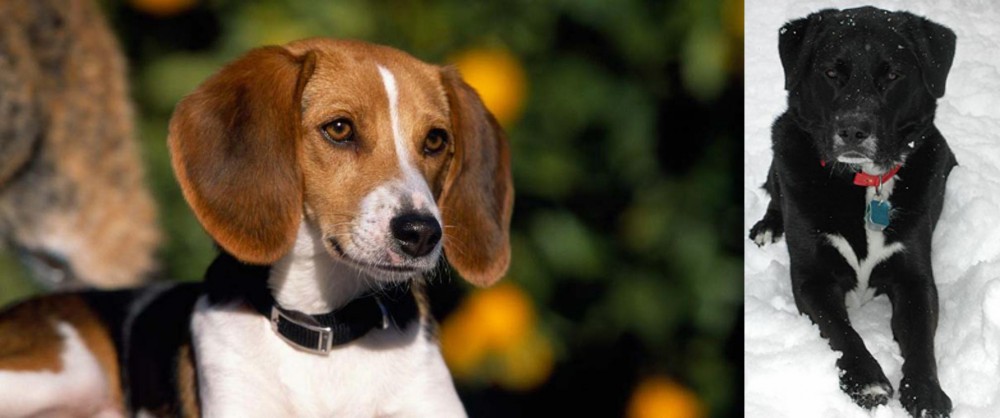 St. John's Water Dog vs American Foxhound - Breed Comparison