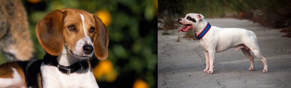 Staffordshire Bull Terrier vs American Foxhound - Breed Comparison