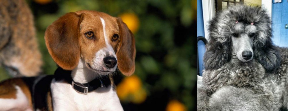 Standard Poodle vs American Foxhound - Breed Comparison