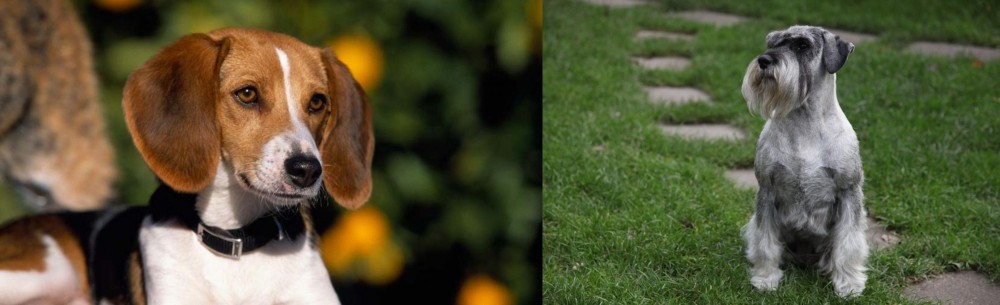 Standard Schnauzer vs American Foxhound - Breed Comparison