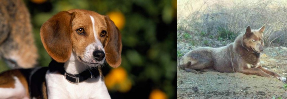 Tahltan Bear Dog vs American Foxhound - Breed Comparison