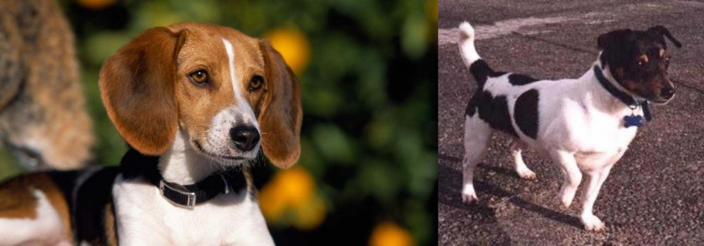 Teddy Roosevelt Terrier vs American Foxhound - Breed Comparison