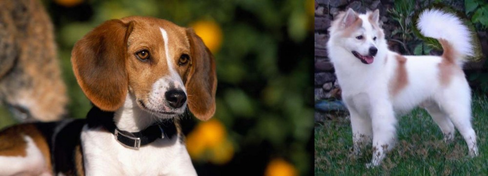 Thai Bangkaew vs American Foxhound - Breed Comparison