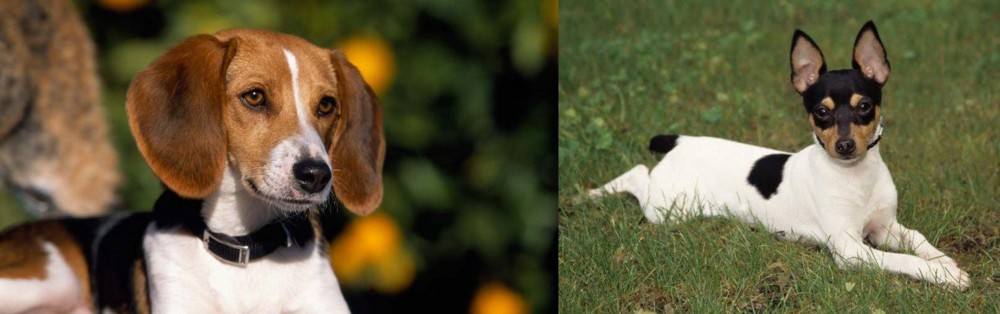 Toy Fox Terrier vs American Foxhound - Breed Comparison