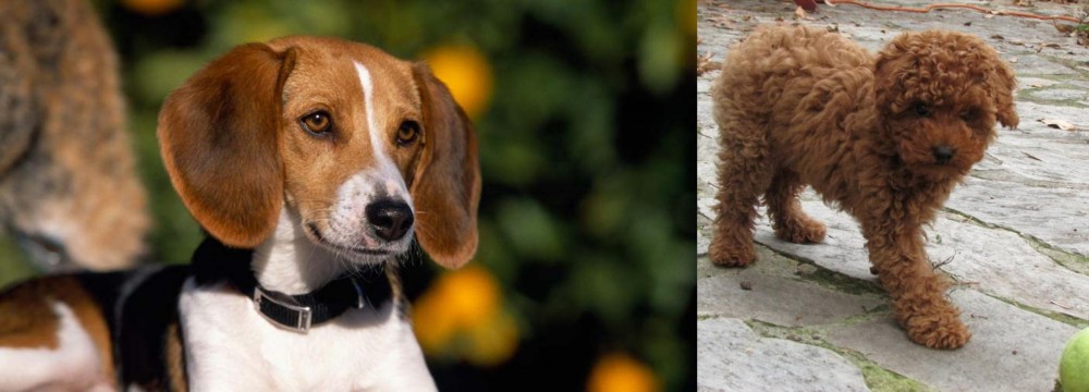 Toy Poodle vs American Foxhound - Breed Comparison