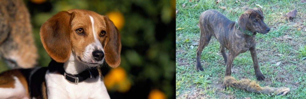 Treeing Cur vs American Foxhound - Breed Comparison