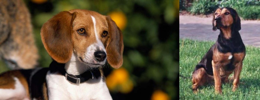 Tyrolean Hound vs American Foxhound - Breed Comparison