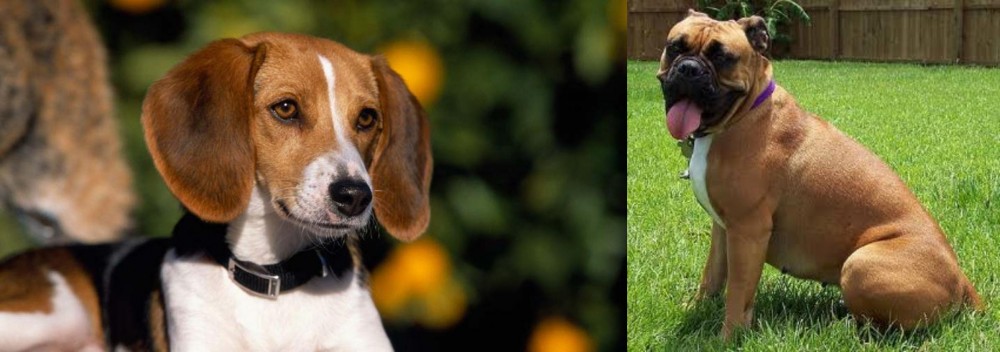 Valley Bulldog vs American Foxhound - Breed Comparison