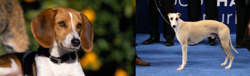 Whippet vs American Foxhound - Breed Comparison