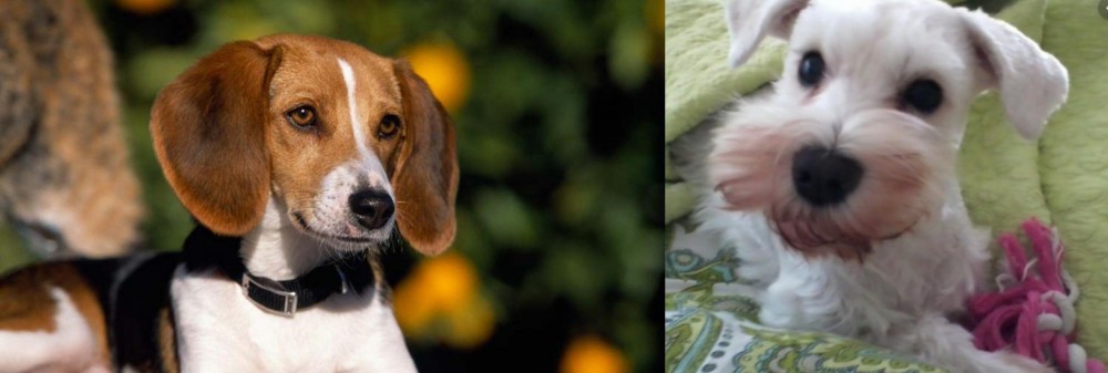 White Schnauzer vs American Foxhound - Breed Comparison