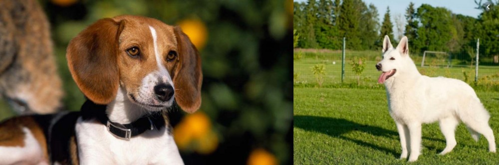 White Shepherd vs American Foxhound - Breed Comparison