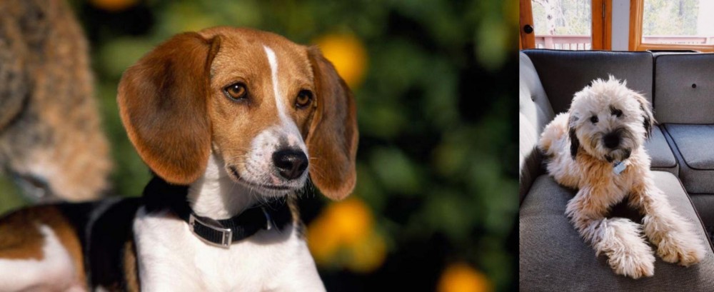 Whoodles vs American Foxhound - Breed Comparison