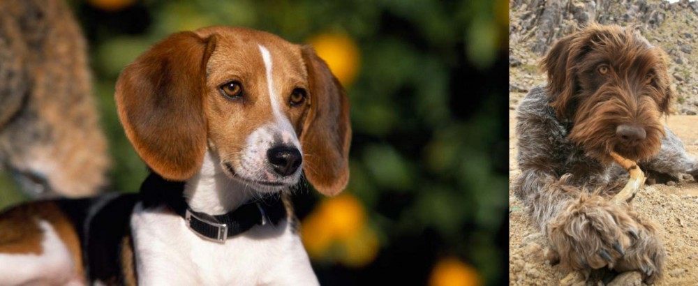 Wirehaired Pointing Griffon vs American Foxhound - Breed Comparison
