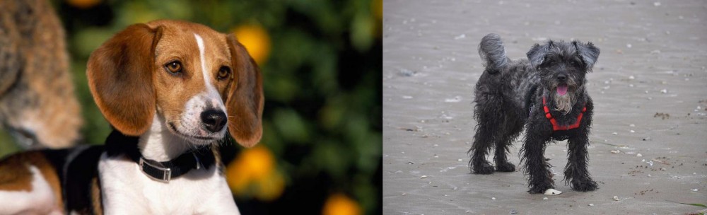 YorkiePoo vs American Foxhound - Breed Comparison