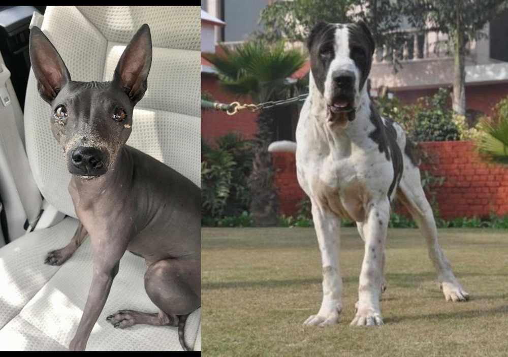 Alangu Mastiff vs American Hairless Terrier - Breed Comparison