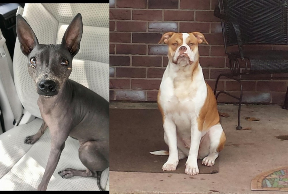 Alapaha Blue Blood Bulldog vs American Hairless Terrier - Breed Comparison