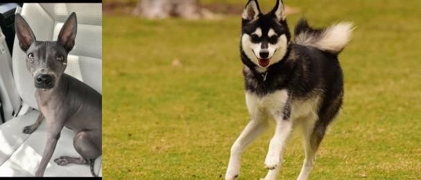 Alaskan Klee Kai vs American Hairless Terrier - Breed Comparison