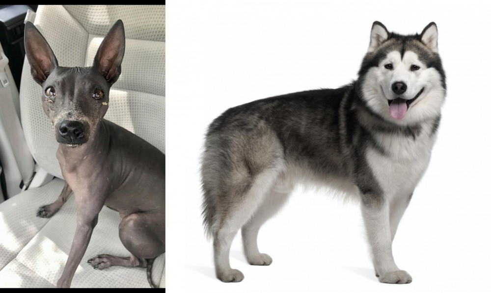 Alaskan Malamute vs American Hairless Terrier - Breed Comparison