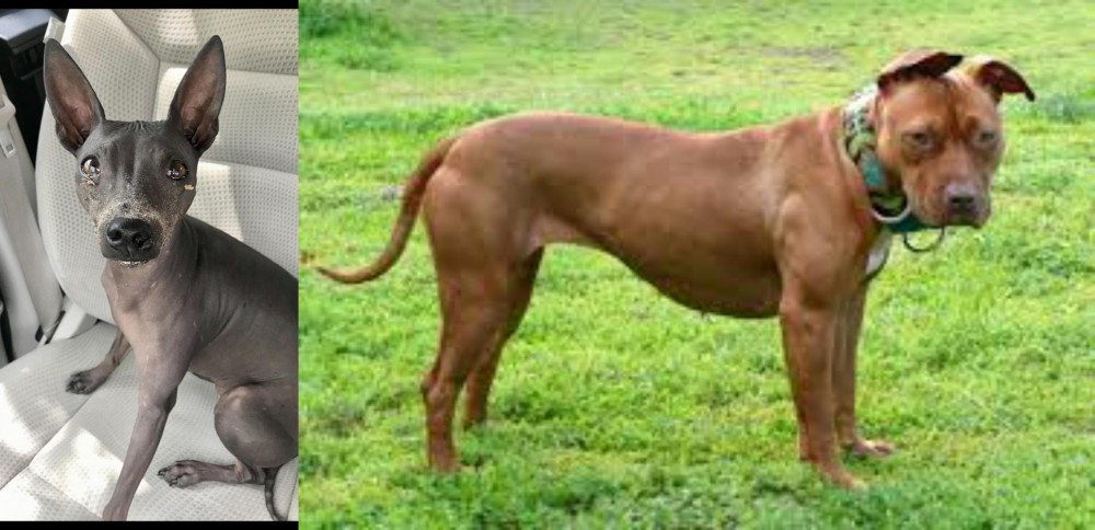 American Pit Bull Terrier vs American Hairless Terrier - Breed Comparison