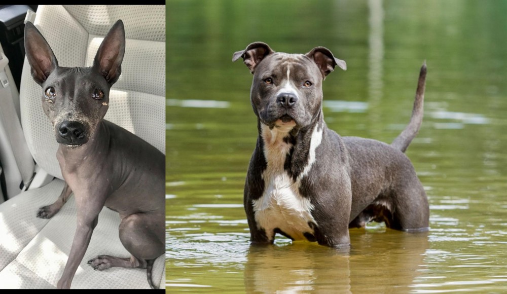 American Staffordshire Terrier vs American Hairless Terrier - Breed Comparison