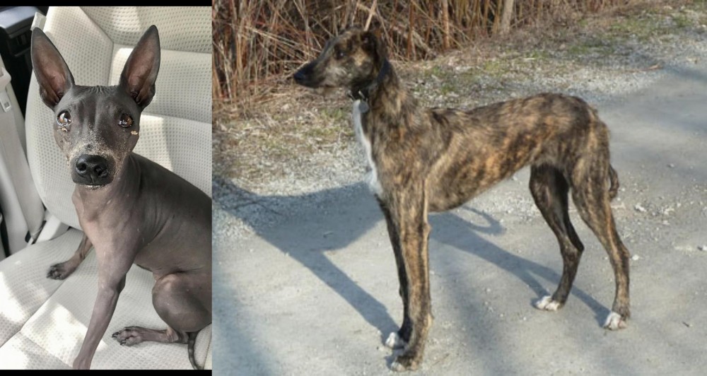American Staghound vs American Hairless Terrier - Breed Comparison