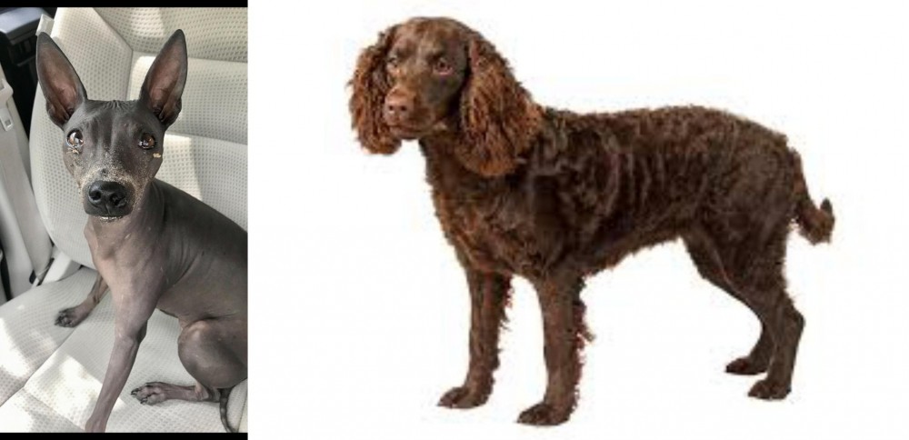 American Water Spaniel vs American Hairless Terrier - Breed Comparison