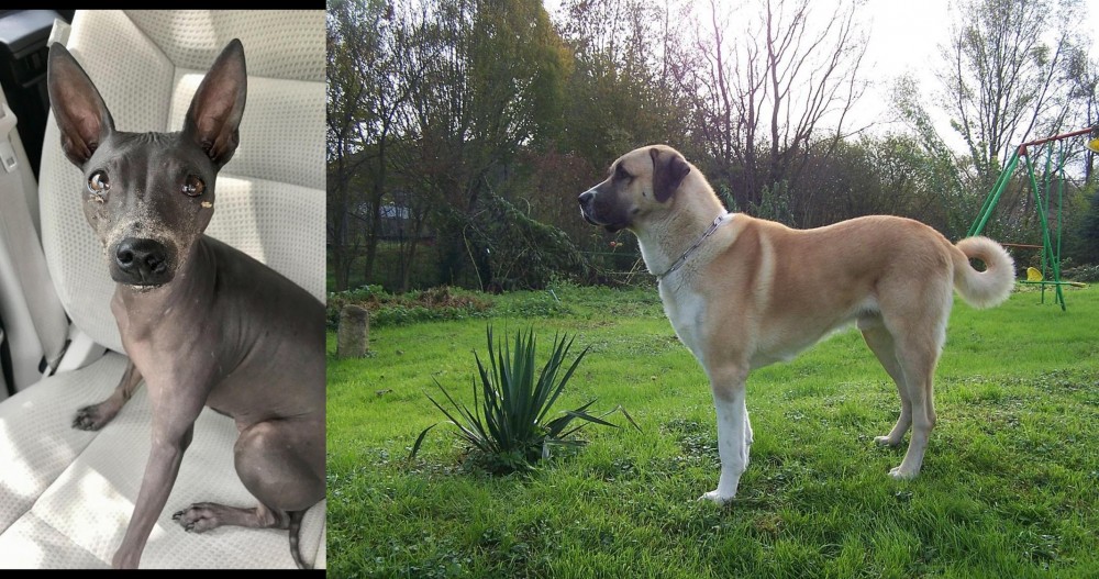 Anatolian Shepherd vs American Hairless Terrier - Breed Comparison