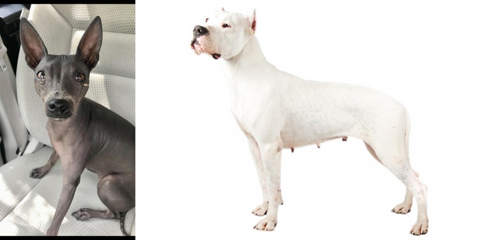 Argentine Dogo vs American Hairless Terrier - Breed Comparison