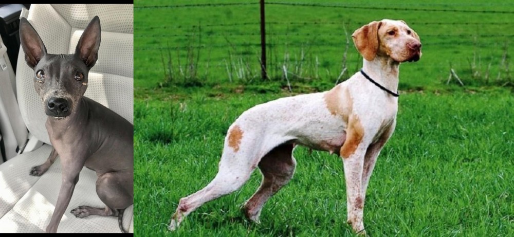 Ariege Pointer vs American Hairless Terrier - Breed Comparison