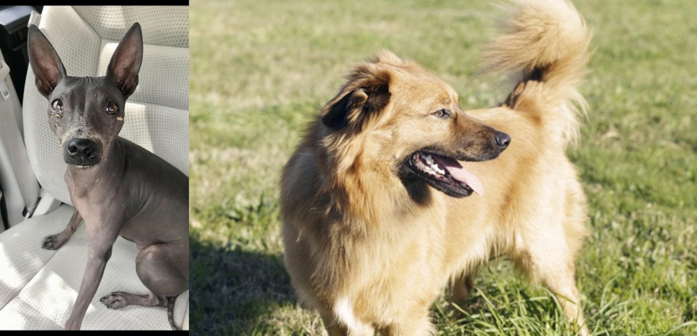 Basque Shepherd vs American Hairless Terrier - Breed Comparison
