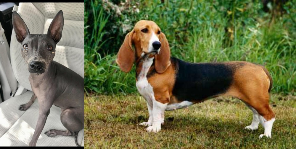 Basset Artesien Normand vs American Hairless Terrier - Breed Comparison