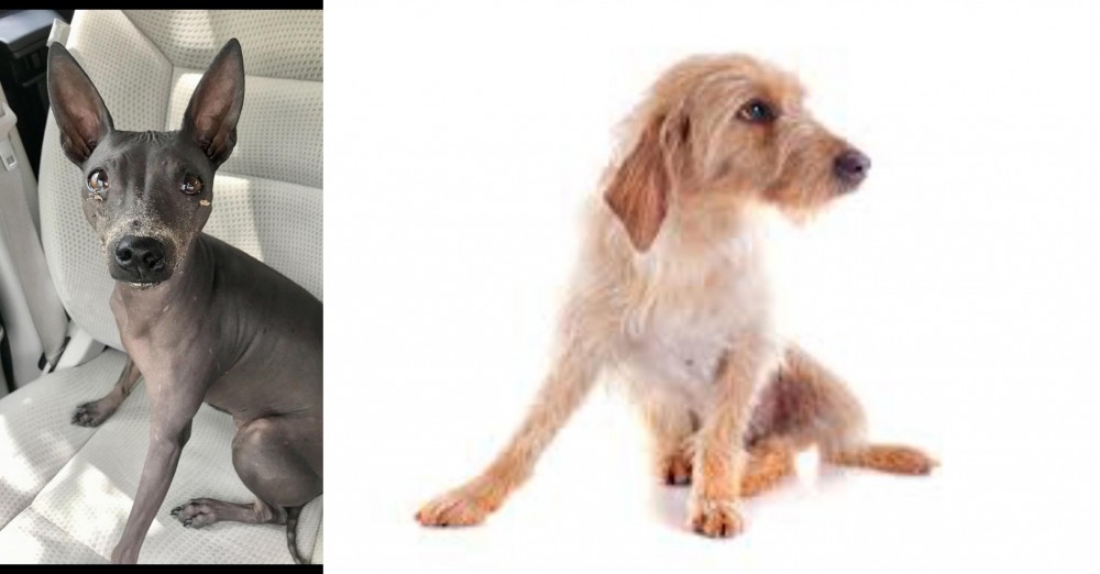 Basset Fauve de Bretagne vs American Hairless Terrier - Breed Comparison