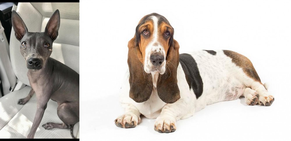 Basset Hound vs American Hairless Terrier - Breed Comparison
