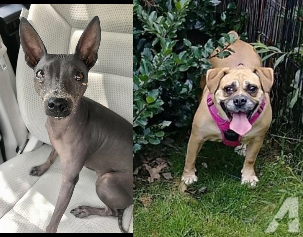 Beabull vs American Hairless Terrier - Breed Comparison