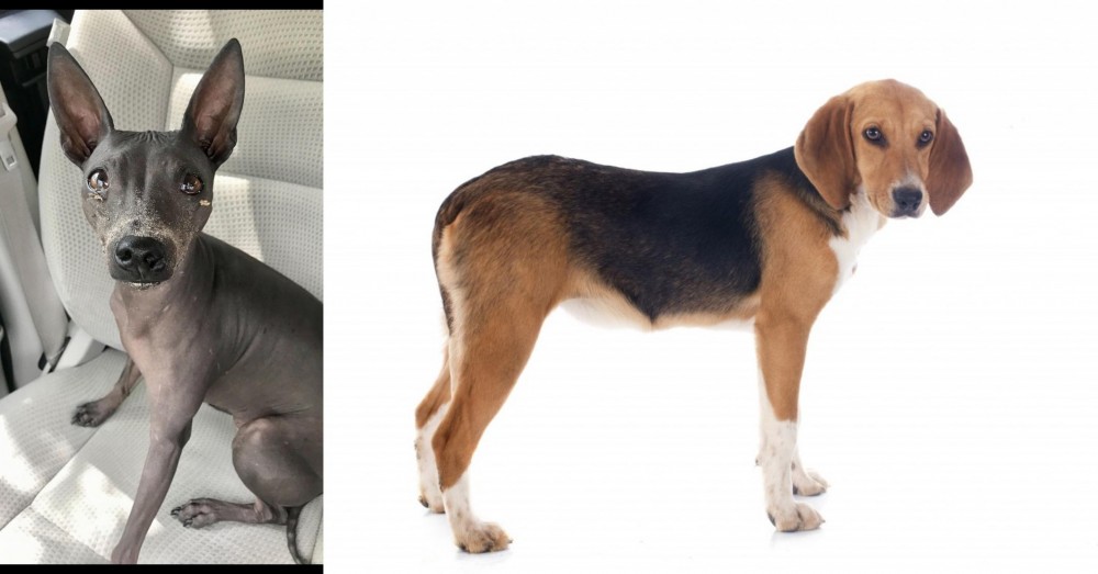 Beagle-Harrier vs American Hairless Terrier - Breed Comparison
