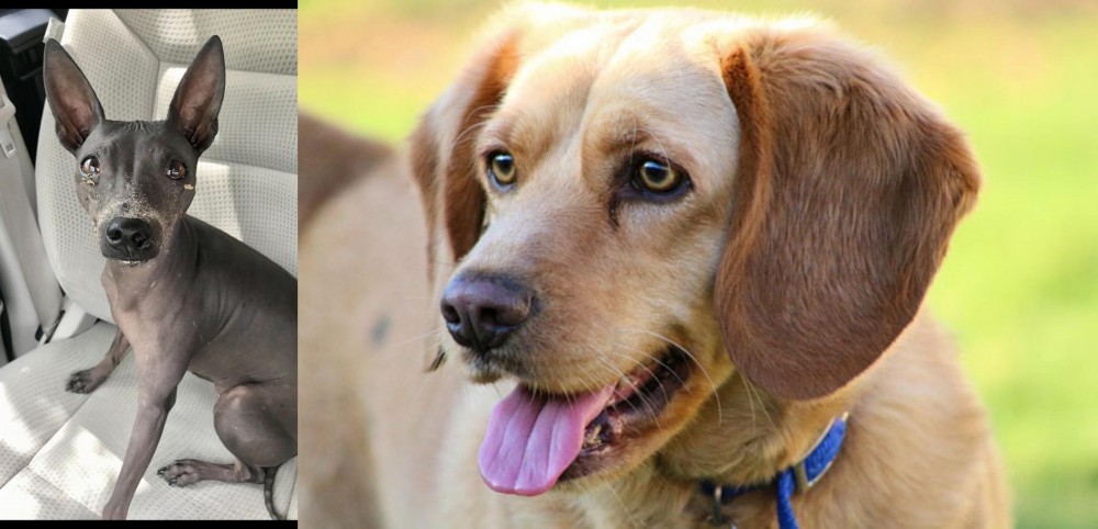 Beago vs American Hairless Terrier - Breed Comparison