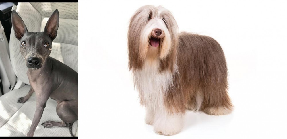 Bearded Collie vs American Hairless Terrier - Breed Comparison