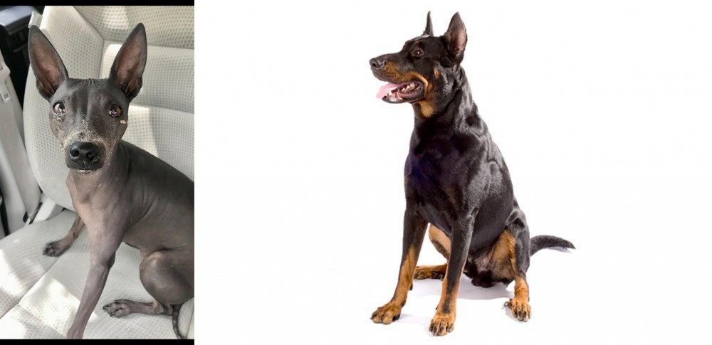 Beauceron vs American Hairless Terrier - Breed Comparison