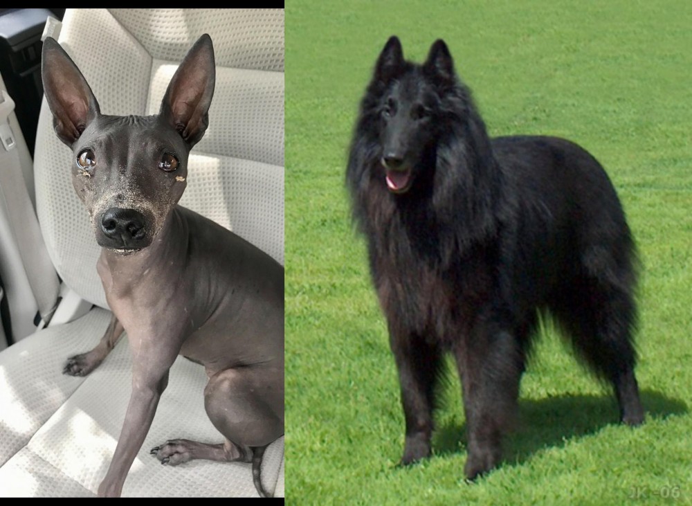Belgian Shepherd Dog (Groenendael) vs American Hairless Terrier - Breed Comparison