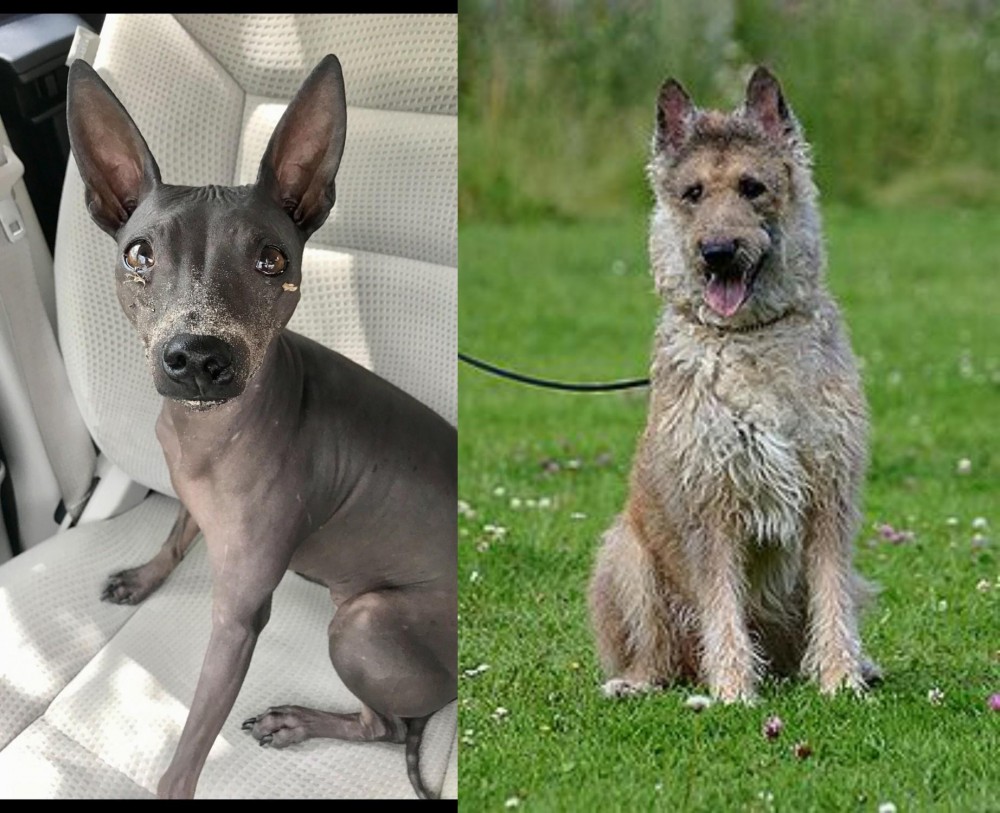 Belgian Shepherd Dog (Laekenois) vs American Hairless Terrier - Breed Comparison