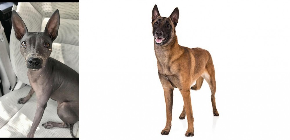 Belgian Shepherd Dog (Malinois) vs American Hairless Terrier - Breed Comparison