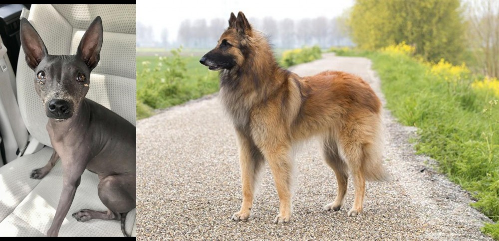 Belgian Shepherd Dog (Tervuren) vs American Hairless Terrier - Breed Comparison
