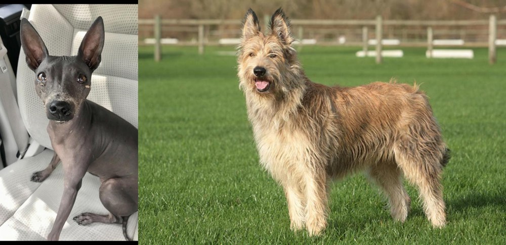 Berger Picard vs American Hairless Terrier - Breed Comparison