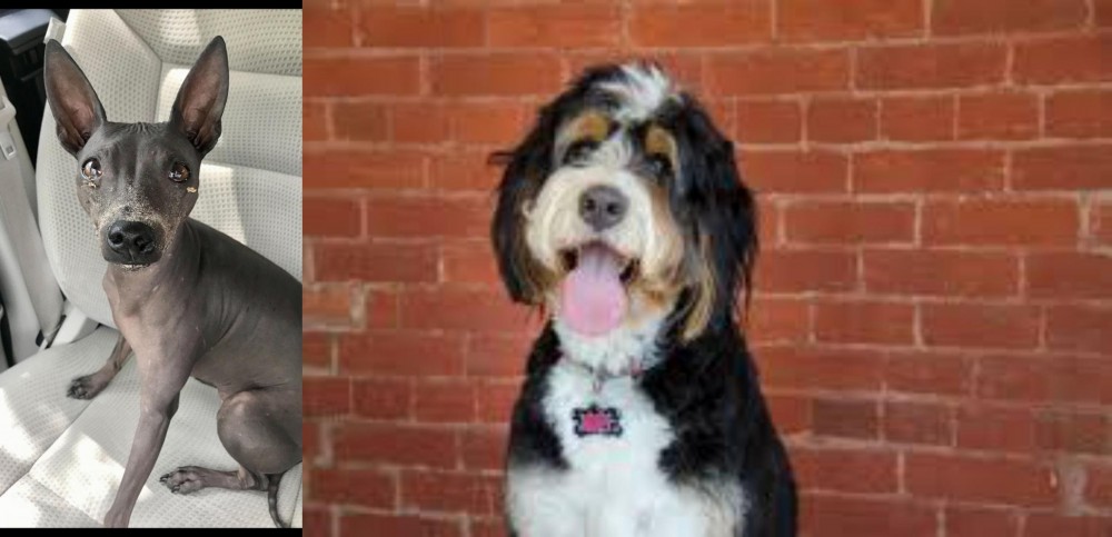 Bernedoodle vs American Hairless Terrier - Breed Comparison