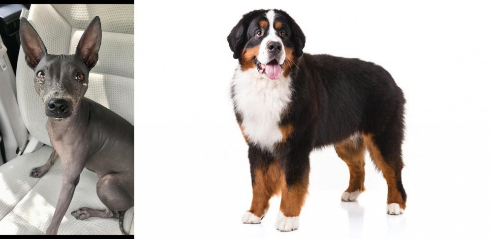 Bernese Mountain Dog vs American Hairless Terrier - Breed Comparison